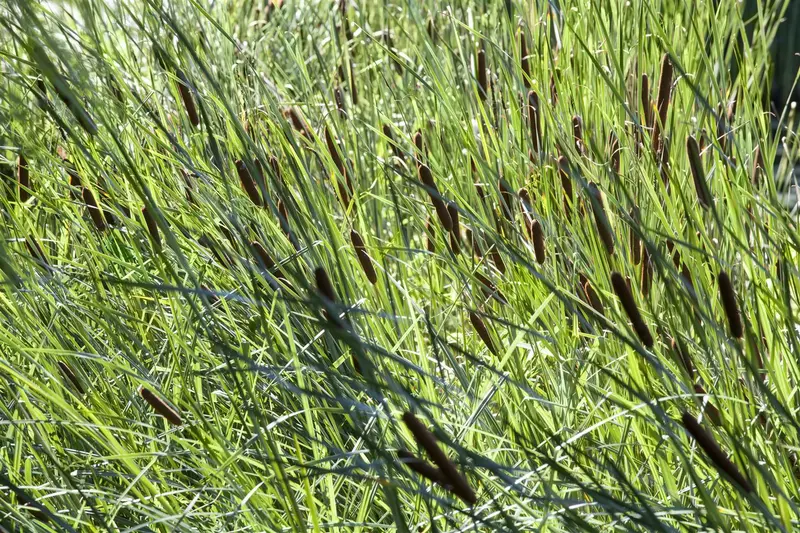 latifolia - afbeelding 3