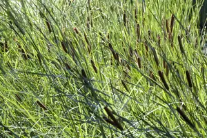 latifolia - afbeelding 3