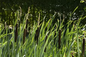 latifolia - afbeelding 4