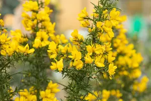 ulex europaeus (15- 20cm)