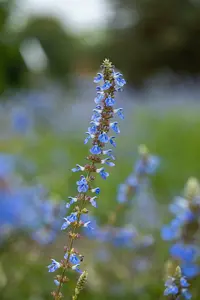salvia uliginosa P9 - afbeelding 3