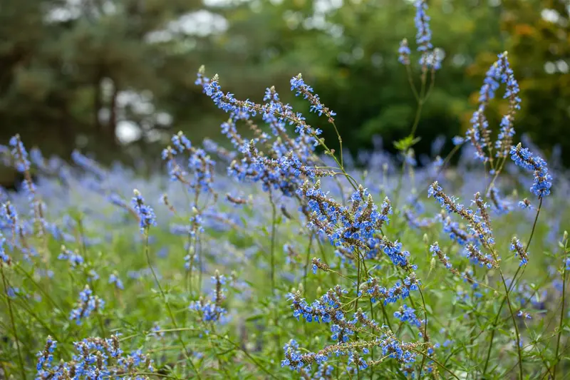 salvia uliginosa P9 - afbeelding 1