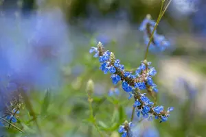 salvia uliginosa P9 - afbeelding 2