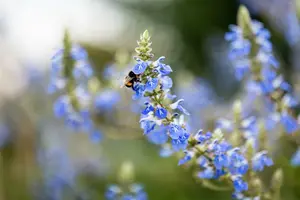salvia uliginosa P9 - afbeelding 5