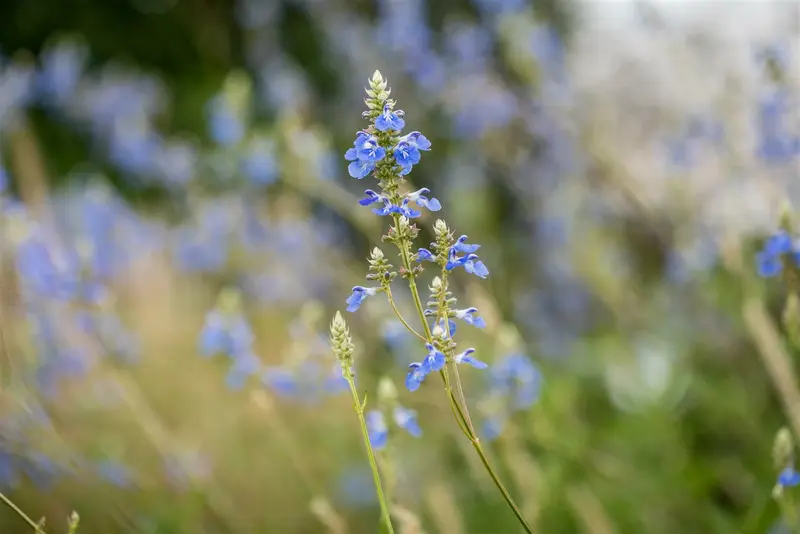 salvia uliginosa P9 - afbeelding 4