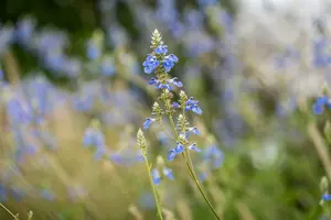 salvia uliginosa P9 - afbeelding 4