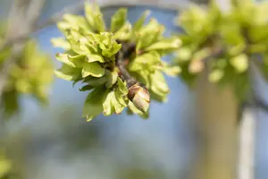 ulmus glabra 'pendula' ( 'horizontalis') (HOcm) - afbeelding 5
