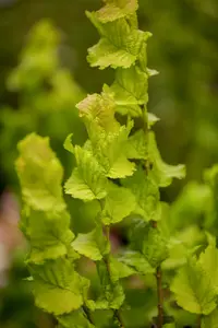 ulmus holl. 'wredei' (HOcm) - afbeelding 5