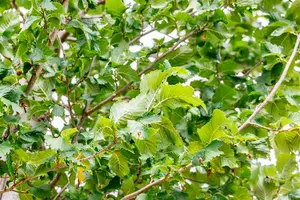 ulmus hybr. 'columella'® 10/12 - afbeelding 5