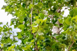 Ulmus hybr. 'Columella'® 12/14 HO C - afbeelding 5