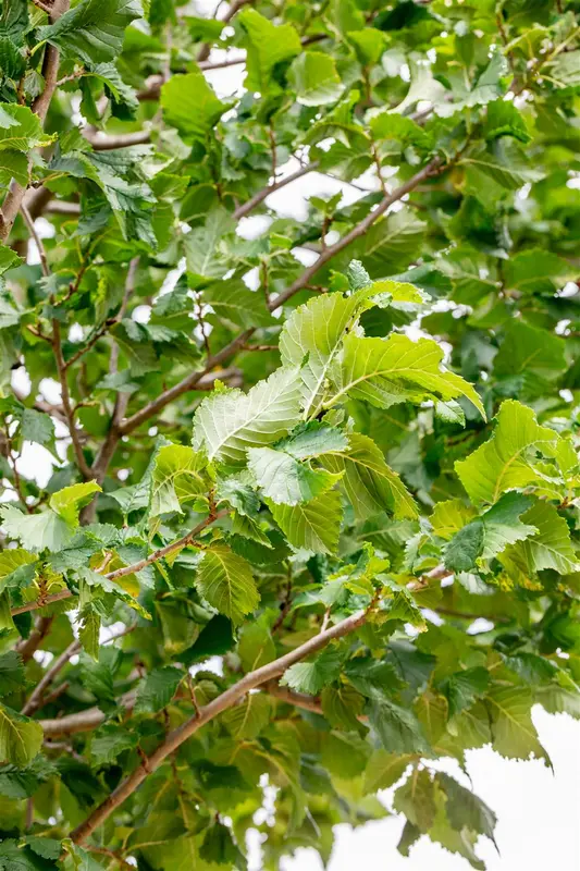 Ulmus hybr. 'Columella'® 14/16 HO DKL - afbeelding 2