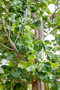 Ulmus hybr. 'Columella'® 16/18 HO DKL - afbeelding 4