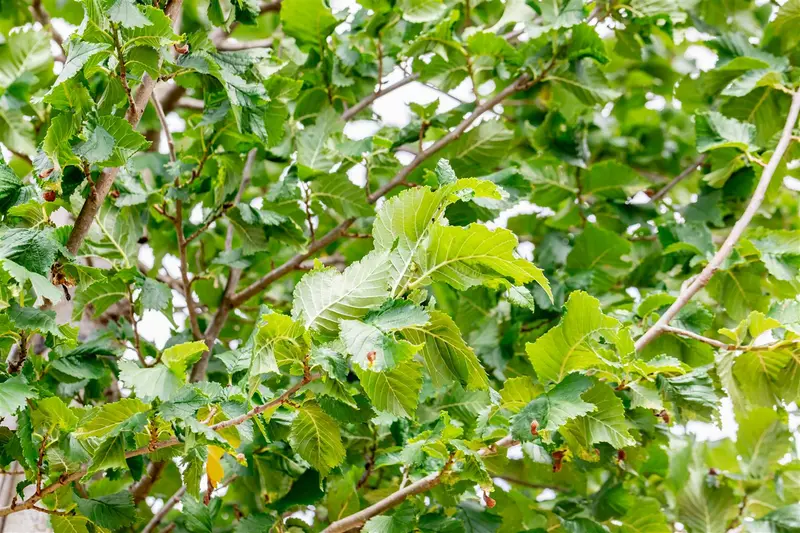 Ulmus hybr. 'Columella'® 16/18 HO DKL - afbeelding 1