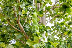 Ulmus hybr. 'Columella'® 16/18 HO DKL - afbeelding 3