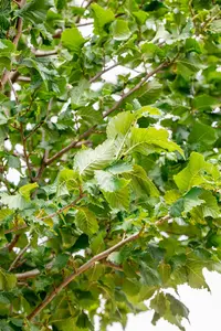 Ulmus hybr. 'Columella'® 18/20 HO DKL - afbeelding 2