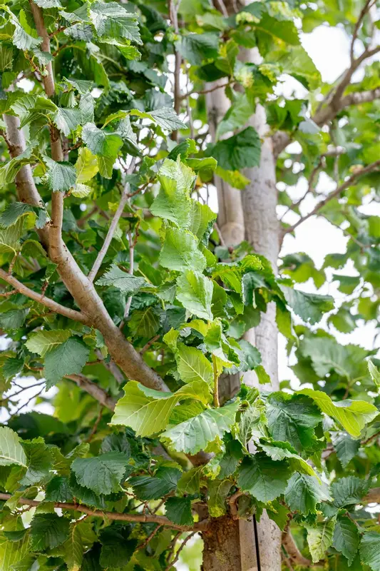 Ulmus hybr. 'Columella'® 18/20 HO DKL - afbeelding 4