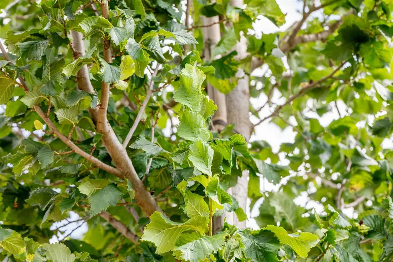 Ulmus hybr. 'Columella'® 18/20 HO DKL - afbeelding 3