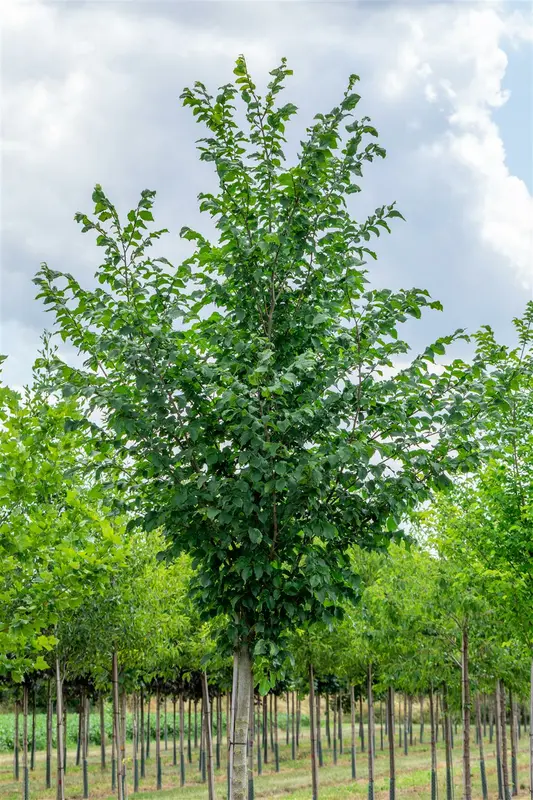 Ulmus hybr. 'Dodoens' 14/16 HO C - afbeelding 3