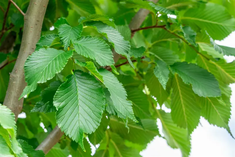 Ulmus hybr. 'Dodoens' 14/16 HO C - afbeelding 2