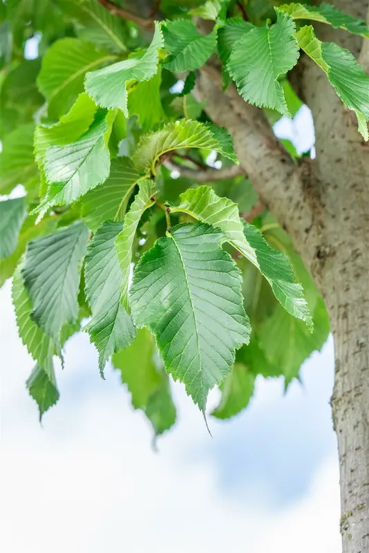 Ulmus hybr. 'Dodoens' 6/ 8 HO BW - afbeelding 1
