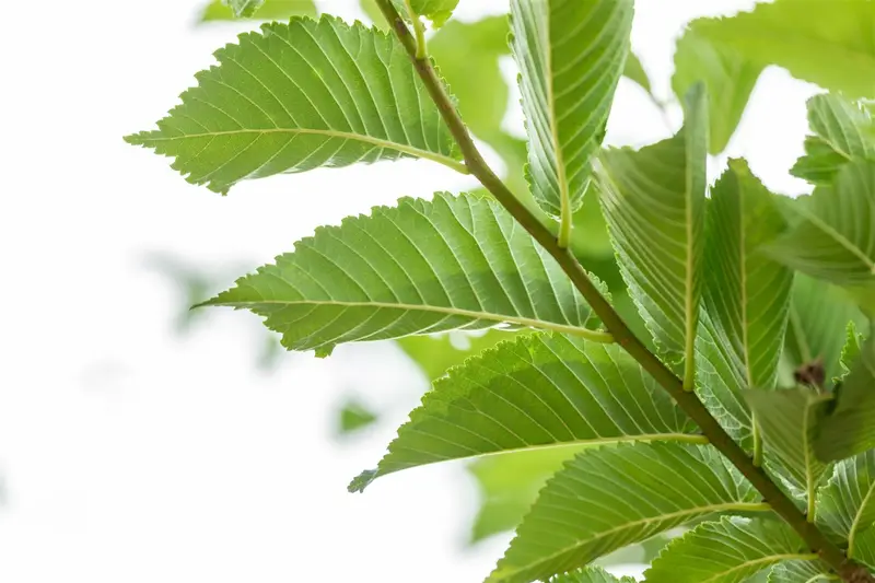 Ulmus hybr. 'Lobel' 10/12 HO C - afbeelding 1