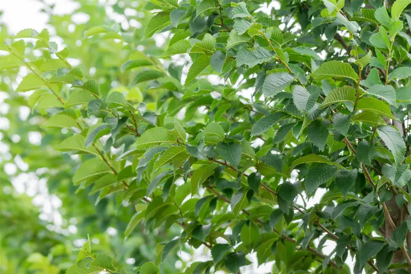 Ulmus hybr. 'Lobel' 10/12 HO C - afbeelding 4