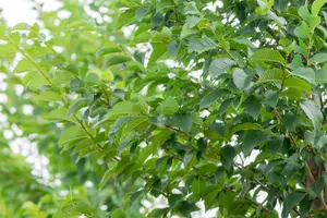 Ulmus hybr. 'Lobel' 12/14 HO BW - afbeelding 4