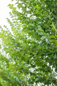 Ulmus hybr. 'Lobel' 12/14 HO C - afbeelding 5