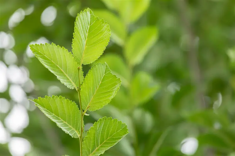 Ulmus hybr. 'Lobel' 12/14 HO C - afbeelding 3