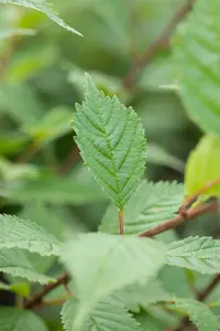 ulmus hybr. 'lobel' 18/20 - afbeelding 5