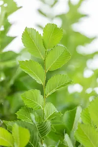 Ulmus hybr. 'Lobel' 6/ 8 HO BW - afbeelding 2