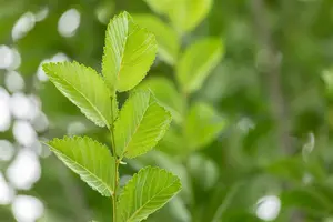 Ulmus hybr. 'Lobel' 6/ 8 HO BW - afbeelding 3