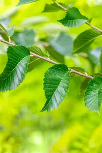 Ulmus hybr. 'Sapp. Autumn Gold'® ( 'resista') 16/18 HO C - afbeelding 2