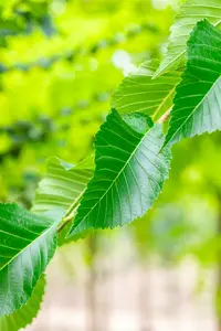 Ulmus hybr. 'Sapp. Autumn Gold'® ( 'resista') 16/18 HO C - afbeelding 4