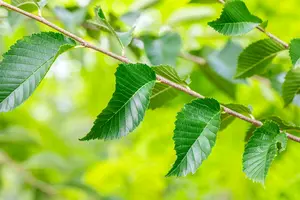 Ulmus hybr. 'Sapp. Autumn Gold'® ( 'resista') 16/18 HO C