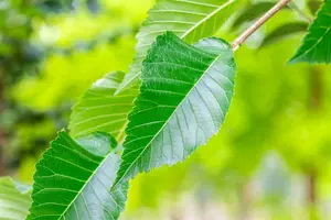 Ulmus hybr. 'Sapp. Autumn Gold'® ( 'resista') 16/18 HO C - afbeelding 3