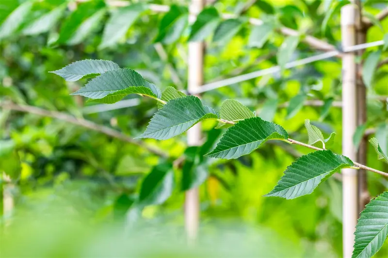 Ulmus hybr. 'Sapp. Autumn Gold'® ( 'resista') 16/18 HO C - afbeelding 5