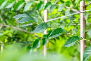 Ulmus hybr. 'Sapp. Autumn Gold'® ( 'resista') 16/18 HO C - afbeelding 5