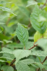ulmus laevis 8/10 - afbeelding 2