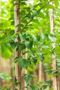 ulmus lutece® ('nanguen') 8/10 - afbeelding 5
