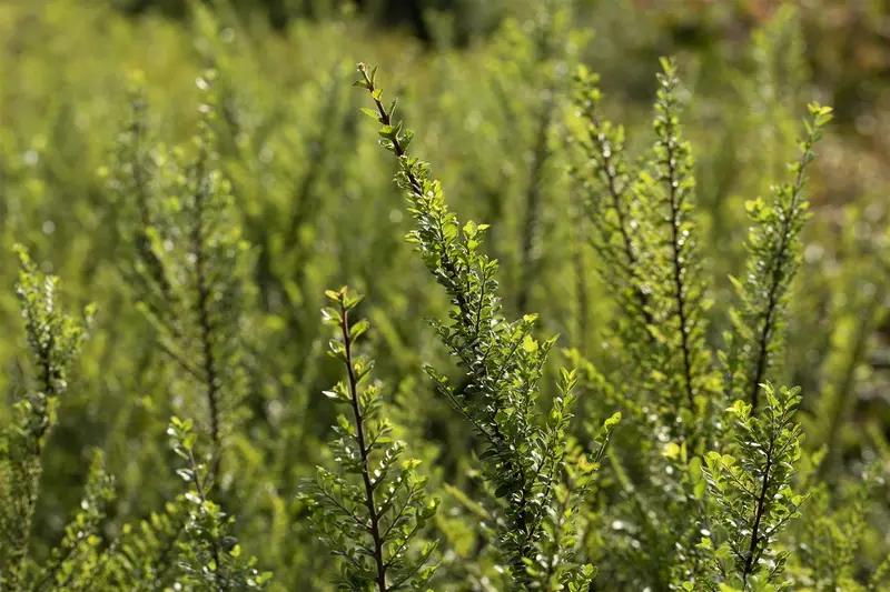Ulmus parv. 'Seiju' BONSAI 80-100 SCHAAL C31 - afbeelding 1