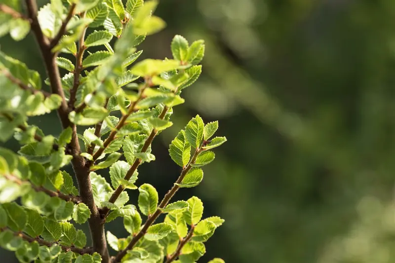 Ulmus parv. 'Seiju' BONSAI 80-100 SCHAAL C31 - afbeelding 2