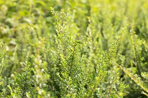 Ulmus parv. 'Seiju' BONSAI 80-100 SCHAAL C31 - afbeelding 4