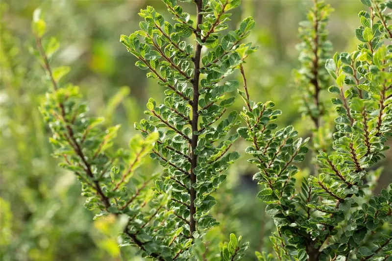Ulmus parv. 'Seiju' BONSAI 80-100 SCHAAL C31 - afbeelding 5