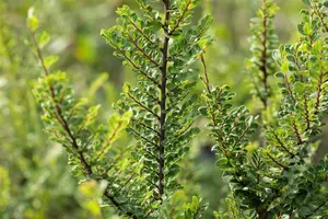 Ulmus parv. 'Seiju' BONSAI 80-100 SCHAAL C31 - afbeelding 5