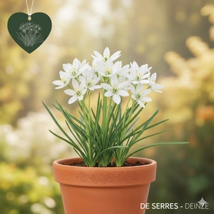 Ornithogalum umbellatum P11