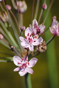 butomus umbellatus P9 - afbeelding 5