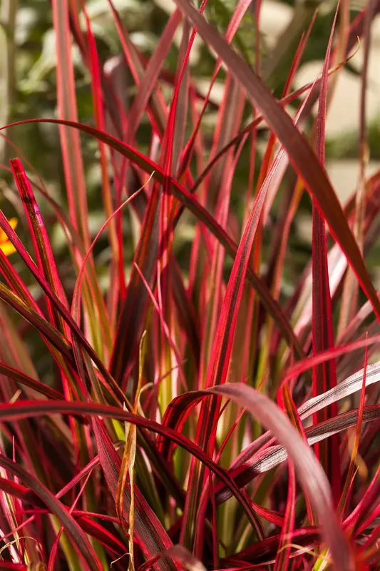 rubra - afbeelding 2