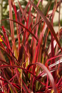 rubra - afbeelding 2