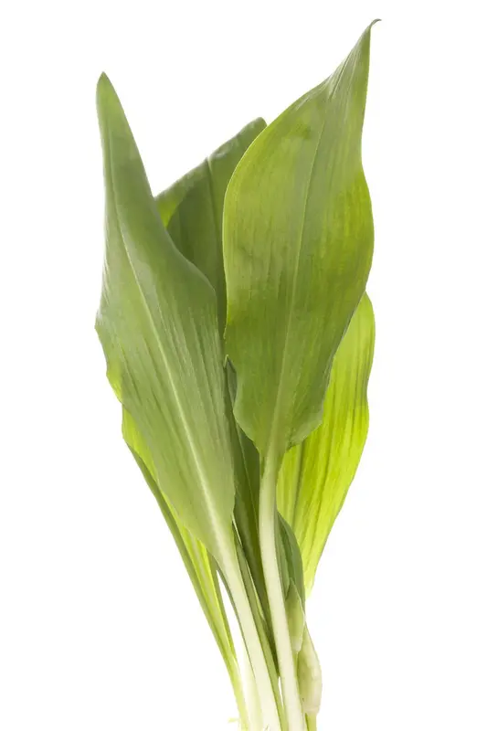 ursinum - afbeelding 2